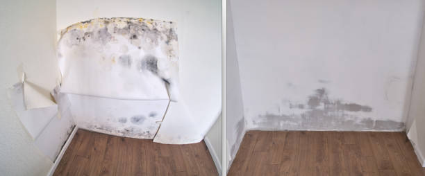 Home Mold Removal in Cahokia, IL